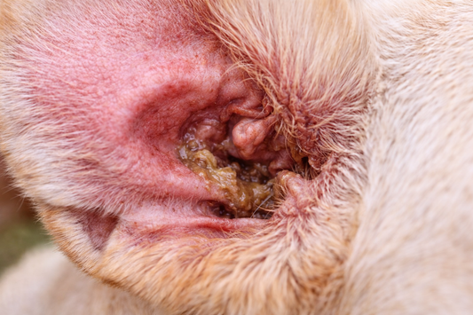 Odeur ou écoulement de l’oreille chez le chien.