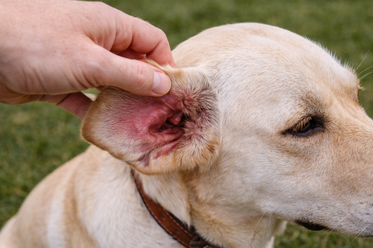 Oreille rouge chez le chien : que faut-il  faire ?