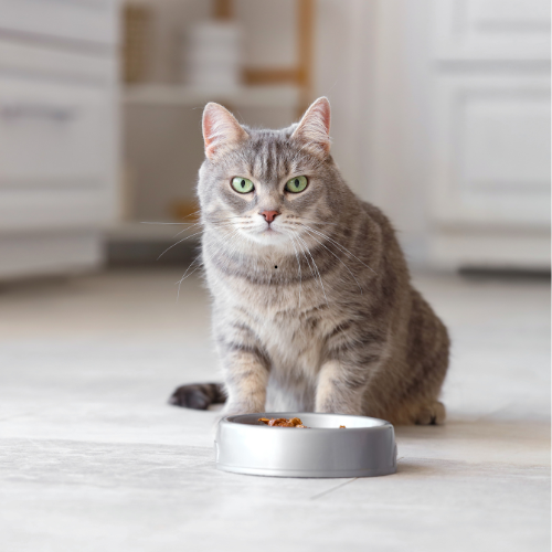 Mon chat ne mange plus : que faire ce soir ?