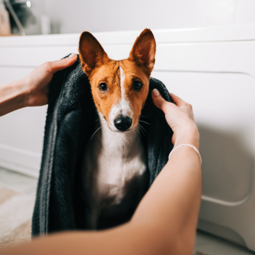 Mon chien sent mauvais après la pluie : que faire ce soir ?