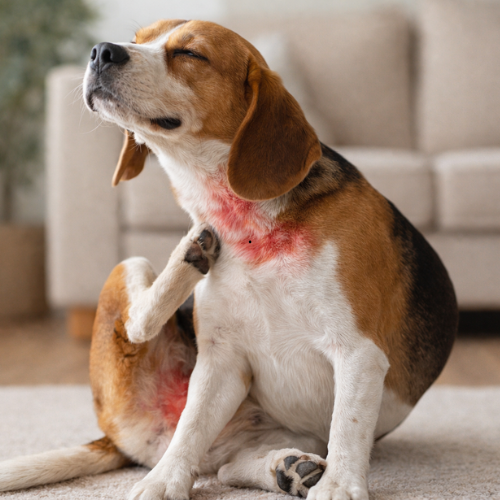 Mon chien se gratte sans arrêt : que faire ce soir ?