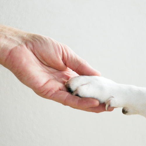 Mon chien se lèche les pattes : que faire ce soir (sans médicament)